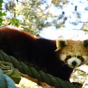 Red Panda   22 May 2025