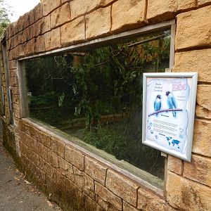 Black-cheeked lovebird aviary 050625