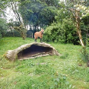 Maned wolf enclosure 050625