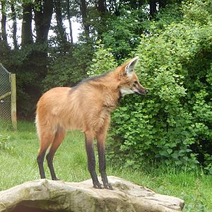 Maned wolf 050625
