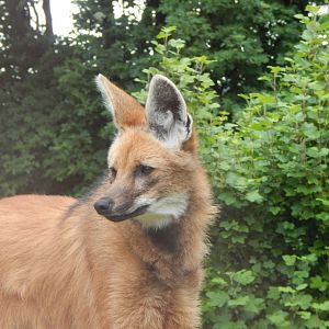 Maned wolf 050625