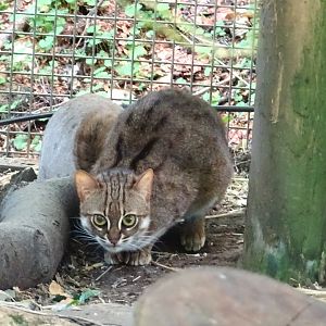 Rusty-Spotted Cat   22 May 2025