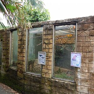 Aviary for Sun parakeet/Palawan peacock pheasant 050625