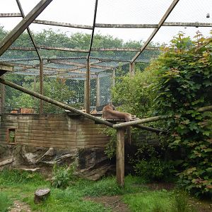 Puma enclosure 050625