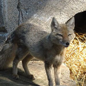 Corsac Fox       22 May 2025