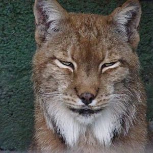 Eurasian Lynx        22 May 2025