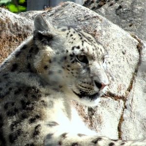Snow Leopard  Nela 22 May 2025