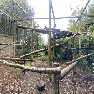 Black leopard enclosure 050625