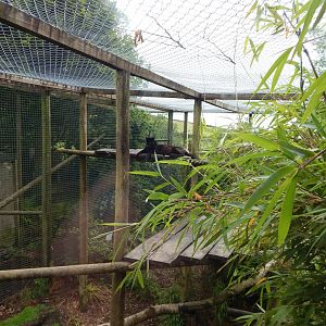 Black leopard enclosure 050625