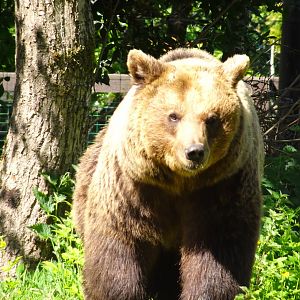 European Brown Bear 22 May 2025