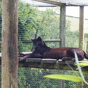 Black leopard 050625