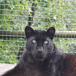 Black leopard 050625