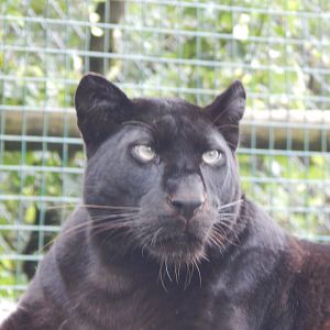 Black leopard 050625