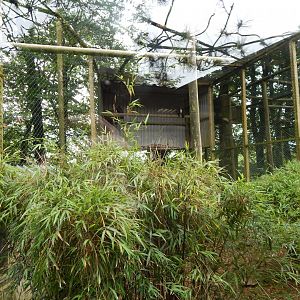Hooded vulture aviary 050625