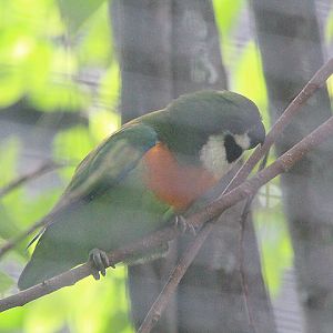 Southern dusky-cheeked fig parrot (Cyclopsitta melanogenia fuscifrons)