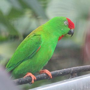 Sulawesi hanging parrot (Loriculus stigmatus stigmatus)