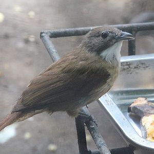 Olive-winged bulbul (Pycnonotus plumosus plumosus)