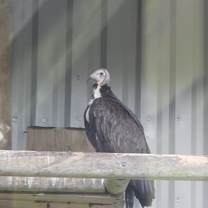 Hooded vulture 050925
