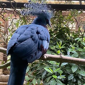 Victoria crowned pigeon 050625