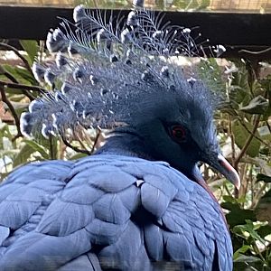 Victoria crowned pigeon 050625