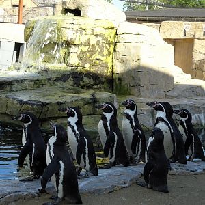 Humboldt Penguins       22 May 2025
