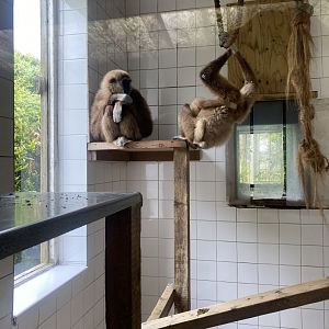 Lar gibbons 050625
