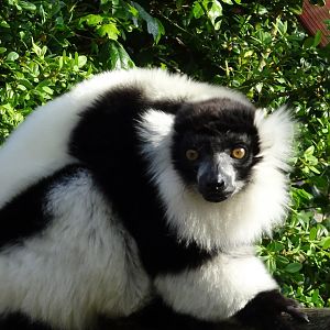 Black and White Ruffed Lemur  22 May 2025