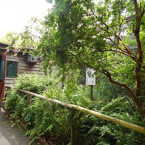 Marmoset & Tamarin House - Golden-headed lion tamarin outdoor enclosure 050625