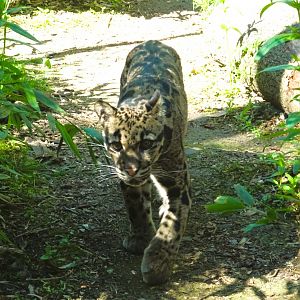 Clouded Leopard  Cirrus (?)   22 May  2025
