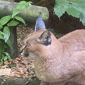 Caracal in former Fishing cat enclosure 050625