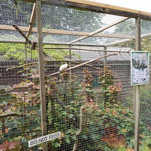 Marmoset & Tamarin House - Silvery marmoset outdoor enclosure 050625