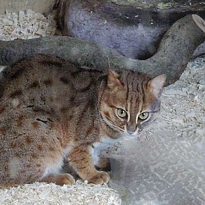 Rusty-Spotted Cat   22 May 2025