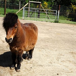 Shetland Pony 22 May 2025
