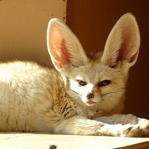 Fennec Fox    22 May 2025