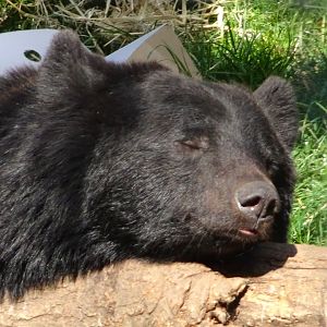Asiatic Black Bear Baloo        22 May 2025