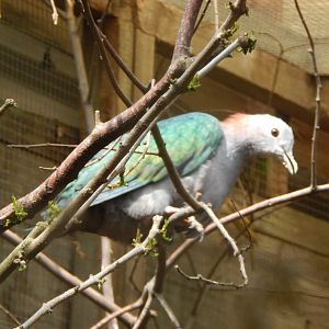 Chestnut-naped imperial pigeon 050625