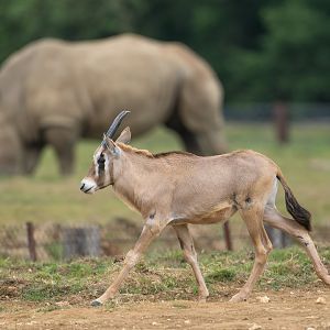 Juvenile Gemsbok, ZSL Whipsnade, UK