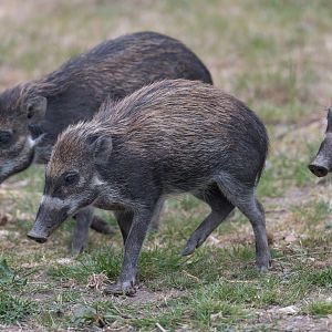 Visyan Warty Pig juveniles, ZSL Whipsnade, UK