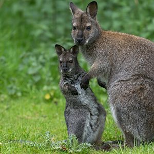 Bennett's wallaby, ZSL Whipsnade, UK