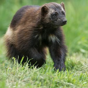 Wolverine (f) ZSL Whipsnade, UK