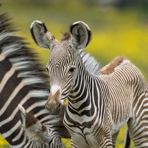 Grevy's zebra foal, ZSL Whipsnade, UK