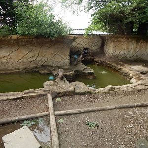 Indochinese smooth-coated otter enclosure 050625