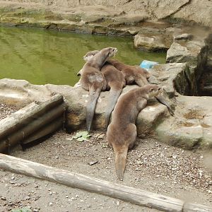 Indochinese smooth-coated otters 050625