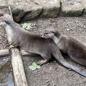 Indochinese smooth-coated otters 050625