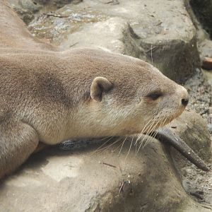 Indochinese smooth-coated otter 050625