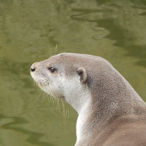 Indochinese smooth-coated otter 050625