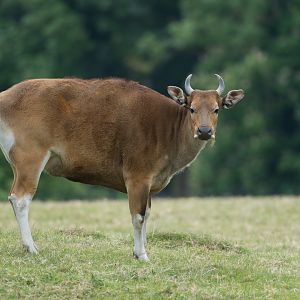 Banteng, ZSL Whipsnade, UK
