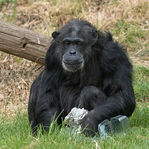 Chimpanzee (Koko), ZSL Whipsnade, UK