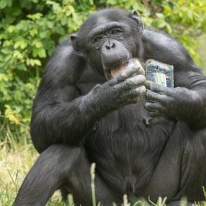 Chimpanzee (Bonnie), ZSL Whipsnade, UK
