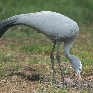 Blue Crane, ZSL Whipsnade, UK